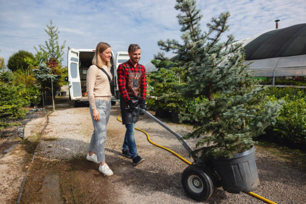 The Steps Involved in Our Tree Care Process in Leesburg, VA